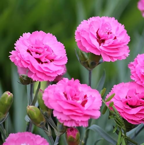 Dianthus Perennial Plant Live for Planting Outdoors, Dianthus Pink Blooms, Very Fragrant Quart Pot, Easy for Gardening