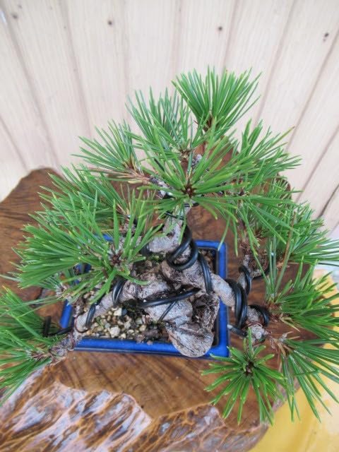 四国黒松盆栽 (樹高18cm) 小品盆栽 和鉢 ホビーグッズ 楽天市場