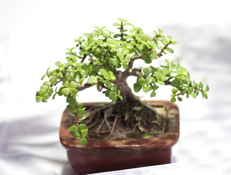 The Gifti Natural Beauty Jade Mini Live tabel Plant Vibrant and Low-Maintenance indoor Greenery for Your Home garden (B0C9HVN79R) Amazon Price History, Amazon Price Tracker