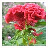 200 Cockscomb Flower Celosia cristata Amarantaceae Semillas ~ Jardín de Chris