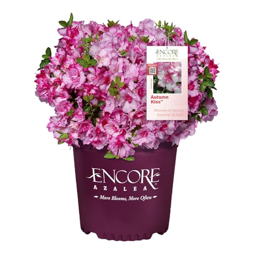 Encore Azalea 1 Gal. Autumn Kiss Azalea Shrub