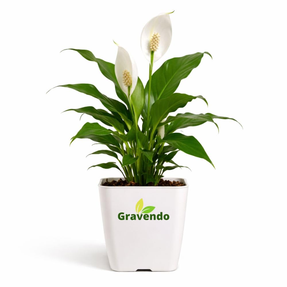 Peace Lily Plant - Air Purifying & Easy Care -1