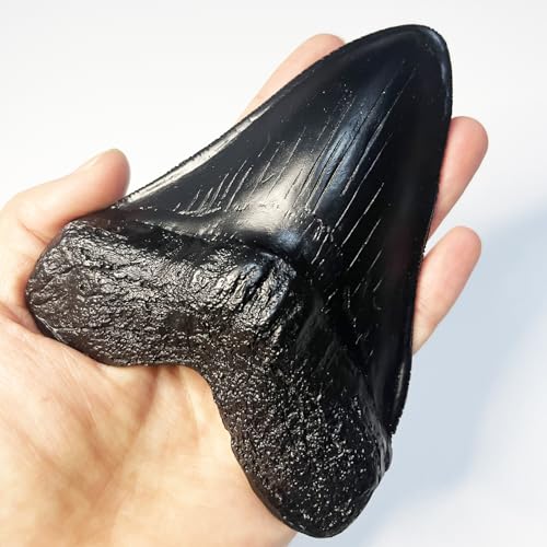 Image of Carcharodon Megalodon Tooth Replica with Serration-Shark Teeth Fossil Collection,5.1 inches (Black)