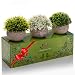 Premium Gift Set of Fake Plants/Artificial Plants - Gorgeous Face Plant Decor for Living Room, Kitchen, Dining Centerpiece or Office Desk - Real Looking Potted Plants Add Greenery to Your Indoor Life