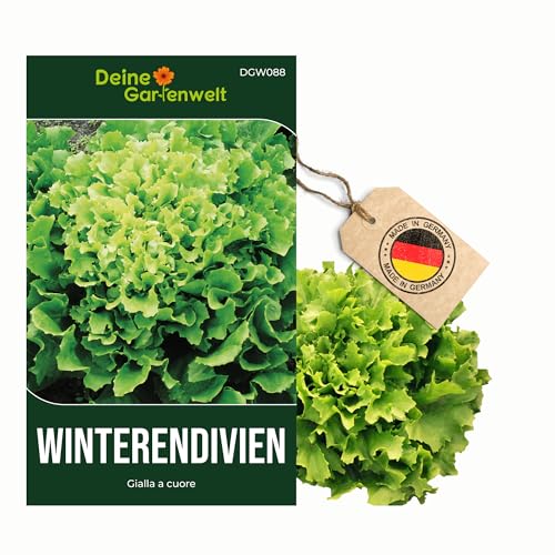 Winterendivien Gialla a cuore Samen - Cichorium endivia - Winterendiviensamen - Gemüsesamen - Saatgut für 200 Pflanzen