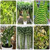 glücksbambus bambus - wildkräuter zimmerpflanze garten hochbeet dachbegrünung grünpflanzen pflanzensamen stauden bonsaibaum gartenpflanzen kräuterpflanzen büropflanzen heilkräuter 300samen