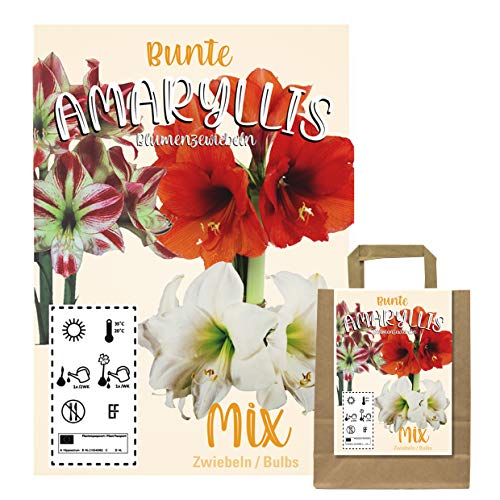 Buntes Set aus 3 Amaryllis Zwiebeln in Geschenkverpackung - Grosse Knollen - blühen in verschiedenen Farben (3 Amaryllis Zwiebeln)