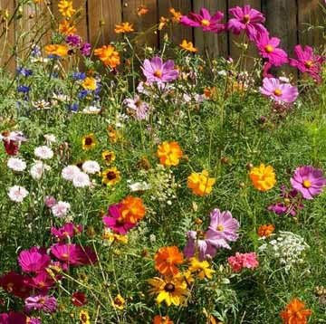 Non GMO Bulk Cut Flower Mix Seed (25 lb)