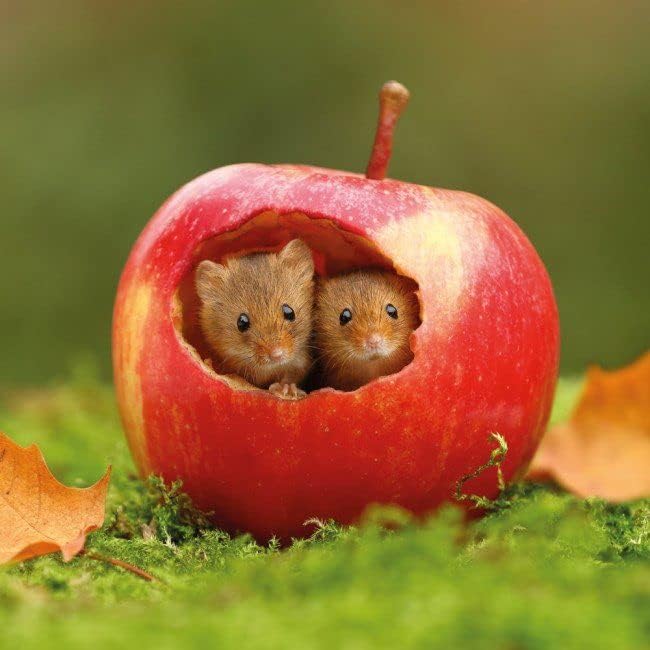 BBC Earth Springwatch Photographic Blank Card (ABA-11889) - Harvest Mice - Suitable for Any Recipient