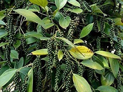 Corofitam_Black Pepper PlantGarden Rare Black Pepper - Kali Mirch Live PlantGarden Rare Black Pepper - Kali Mirch Live Plant (B0B3XJNZ1C) Amazon Price History, Amazon Price Tracker