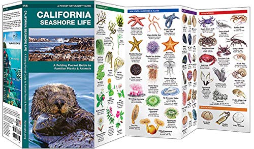 California Seashore Life: A Folding Pocket Guide to Familiar Plants & Animals (A Pocket Naturalist Guide) - Image 2
