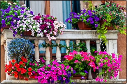 250 Graines SPECIAL BALCON - Mélange de 11 Variétés - Mix de couleurs et Variétes - Fleur Jardin Balcon - 373