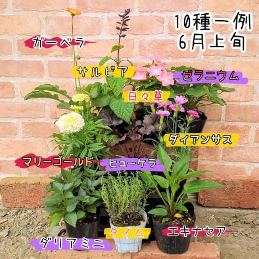 Amazon.co.jp: イングの森がオススメする花苗セット10品種