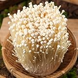 Semillas de hongos, cultivo de Semillas frescas de hongos Enoki, Cultiva tus propios hongos semillas de exóticas 200pcs