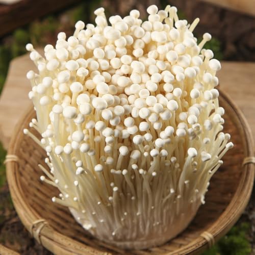 Semillas de hongos, cultivo de Semillas frescas de hongos Enoki, Cultiva tus propios hongos semillas de exóticas 200pcs