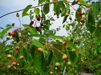 ジューンベリー/株立ち【現品発送】管理70401 楽天市場】ジューンベリー 株立ちの通販