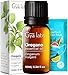 Produktbild Gya Labs Ätherisches Oreganoöl für verbessertes Wohlbefinden  100% reines ätherisches Oreganoöl in therapeutischer Qualität für Haut und Zehennägel  Bio-Oreganoöl für Diffuser und Nägel (10 ml)