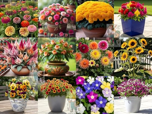 Image of Low Maintenance Hybrid Flower Seeds Combo Pack- All Year Flower Seeds Supply (12 VARIETIES RAINY SEASON COMBO)