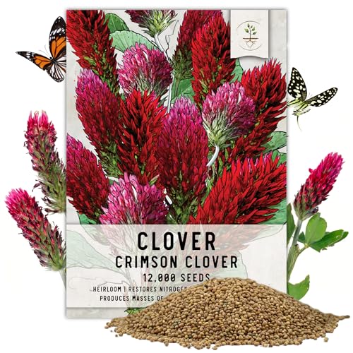 Seed Needs Clover Seeds Crimson Clover Ground Cover | 12,000+ Seeds Trifolium Incarnatum Annual...