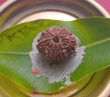 Venus Gems Gallery 9 Mukhi Nepali Rudraksha Hindu Traditional Bead 9 Face Rudraksha Original Certified Naumukhi Nau Mukhi Rudraksha Nav Mukhi Rudraksha Silver Capped Nine Mukhi Nine Face Rudraksha 9.