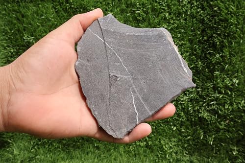 Image of Natural Orthoceras Fossil from Devonian Period Fossil from Morocco A262