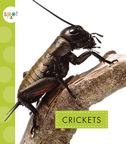 Crickets (Spot Creepy Crawlies)