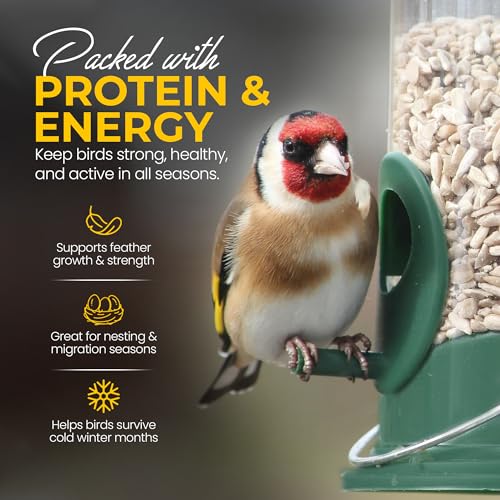Beewarm Premium Wild Bird Food – Sunflower Hearts For Garden Birds – High Energy, No Mess Bird Feed (5L Bag, Sunflower Hearts) - 5