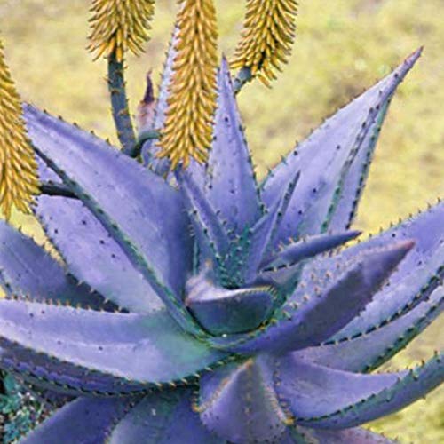 Regenboog Aloë Zaden, 100 Stks/zak Rainbow Aloë Zaden Multi-Color Huidverzorging Waterbesparende Sterke Vitaliteit Aloë… - Afbeelding 6