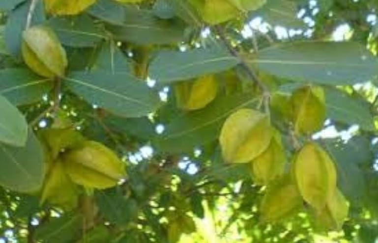 Image of Terminalia Arjuna Fruit Plant Live Arjuna Plant Arjun Medicinal Plant Terminalia arjuna 1 Healthy plant