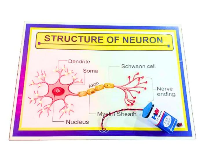 Structure of Neuron with Working LED Transmission Model-image-12