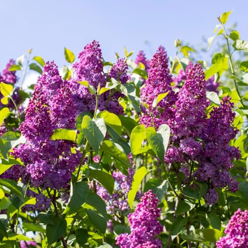 Live Purple Lilac Plant, Fragrant Syringa Flower Starter Plant, 6 to 8 Inch Tall Dormant Well Rooted, Syringa Live Plant, Lilac Bushes Live Plant, Live Lilac Tree Ready to Plant - Thumbnail 2