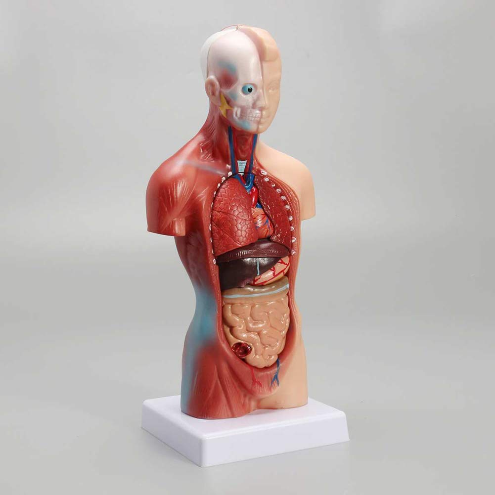 ERNZI Modelo De Torso Humano Anatomía Órganos Anatómicos Internos para La Enseñanza Modelo Educativo Desmontable Nuevo 28 Cm para Escuelas, Educación