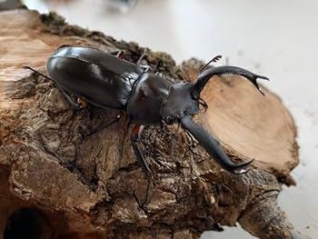 ※ナカジ購入、良型　ディディエ―ルシカクワガタ♂野外標本 ナカジ購入、良型 ディディエ―ルシカクワガタ♂野外標本 大好き