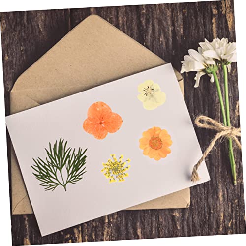 Kit 40 flores prensadas secas color naranja para manualidades miniatura 7