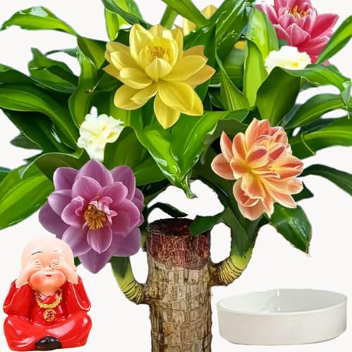 Brazilian Lucky Wood Plant for Home & Office Decor, Brazilian Wood Houseplant Kit Lucky Plants for Good Luck in The Home, Natural Air Cleaner for Bedroom (red)