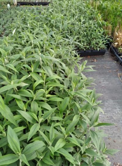 3 Buddleja Black Knight Butterfly Bush Plants in 3.5 inch pots