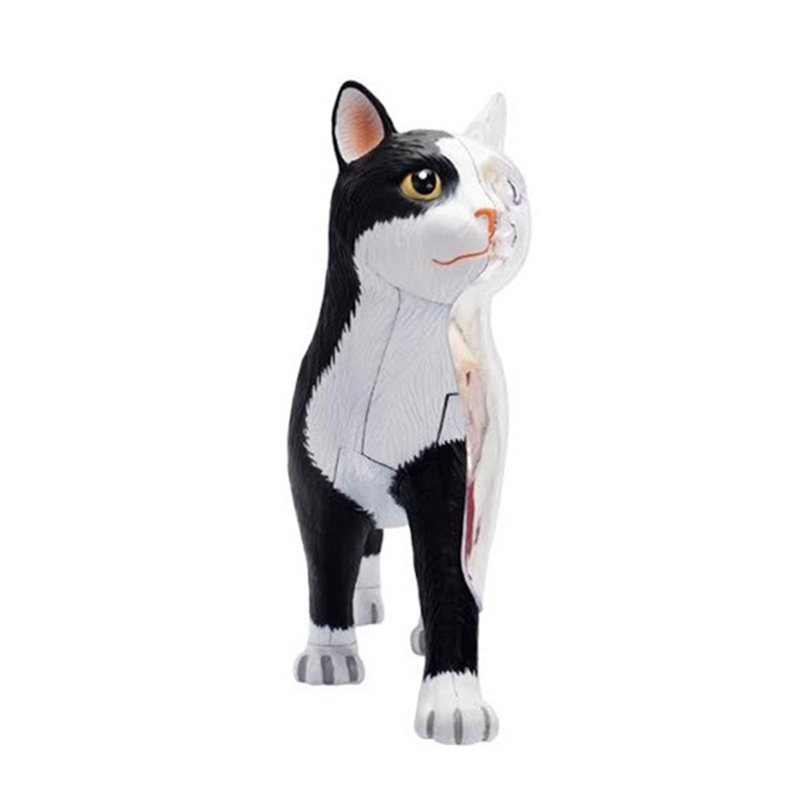 Orano Animale Anatomia Modello 4D Informazioni Gatti Compilazione Insegnamento Giocattolo Anatomia Modello Medico Insegnamento Forniture Per Bambini
