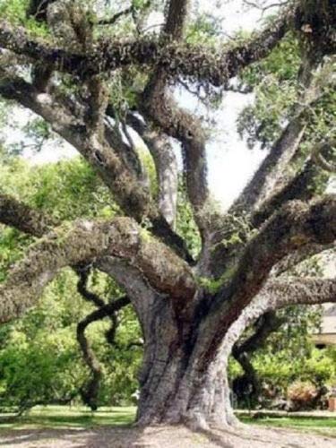 Quercus Virginiana Live Oak Florida (Rfs) Native Tree Roble Pre Bonsai Seed 20 Seeds #TOP26
