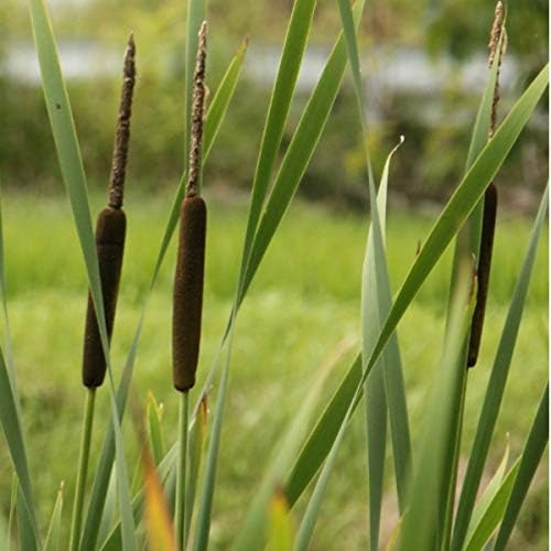 紫桜館山の花屋 湿地性植物 ガマ 10 5cmポット苗 国内最安値に挑戦
