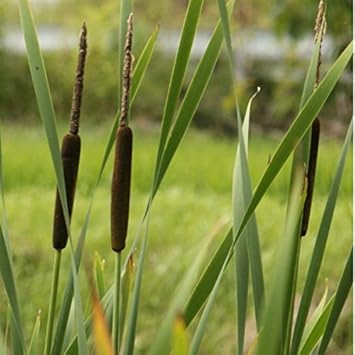 Amazon 紫桜館山の花屋 湿地性植物 ガマ 10 5cmポット苗 花