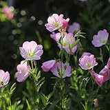 nachtkerze bonsai garten balkonblumen dekopflanzen gartenpflanzen winterharte wildkräuter winterhart deko balkon 150samen