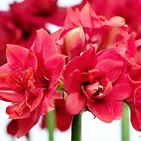 Balcony Potted Plants,Ornamental Flowers,Suitable for Planting in Indoor and Outdoor Gardens,Surprise Gift,Amaryllis Bulb,Beautiful Cut Flowers-1 Bulbs,1 Cover