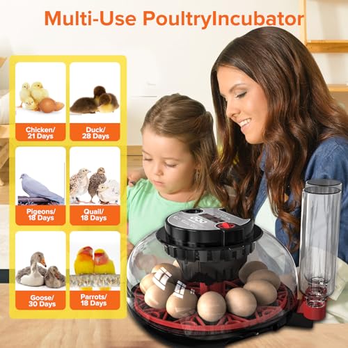 Incubator for Hatching Eggs-12 Egg Capacity, Automatic Egg Turner, Temperature & Humidity Control, 360° Viewing for Chicken, Duck and Quail Eggs - Thumbnail 6