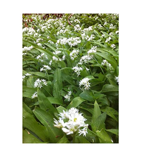 PREMIER SEEDS DIRECT - Garlic Wild - RAMSONS (Allium URSINUM) - 110 Seeds
