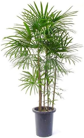 Amazon シュロチク 10号サイズ 観葉植物 オンライン通販