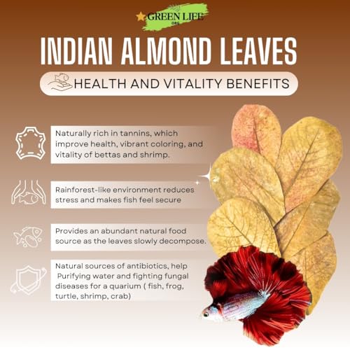Image of Premium Indian Almond Leaves. 40 Leaves 8-10 inchs. Catappa Leaves Rich in Tannin. Vacuum Packet. Awsome Aquarium Decorations (Large).