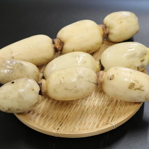 [高橋れんこん]鴨川サラダれんこん4kg [0014-0028]