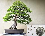 Bonsai Juniper Tree Seeds for Planting | 10+ Seeds | Highly Prized for Bonsai, Evergreen
