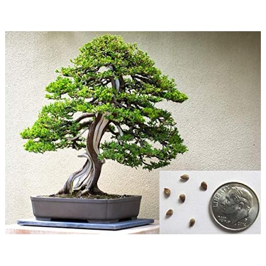 Bonsai Juniper Tree Seeds for Planting | 10+ Seeds | Highly Prized for Bonsai, Evergreen