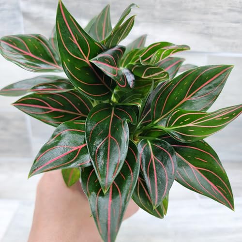 Aglaonema Rotundum Tiger - Aglaonema Red Vein Chinese Evergreen Live Plant - Rare Indoor Houseplants - 4-Inch Pot - Exotic Live Indoor Plants for Home or Office by 3exoticgreen